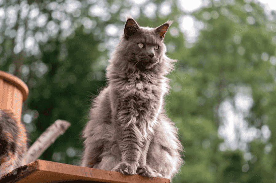 How large do Grey Maine Coons typically grow?
