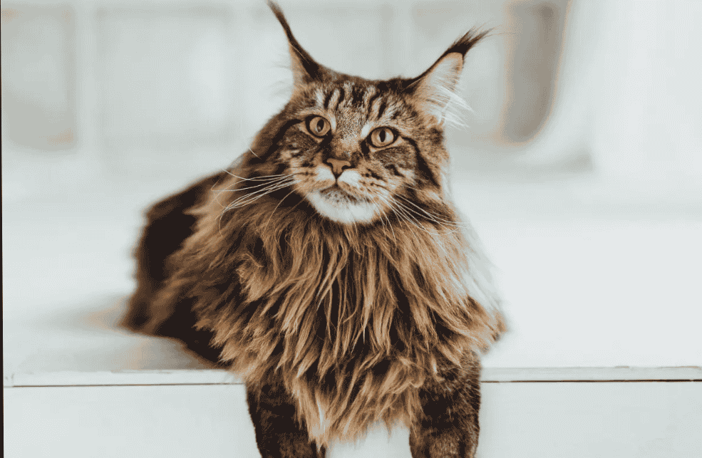 What is the origin of the Calico Maine Coon?