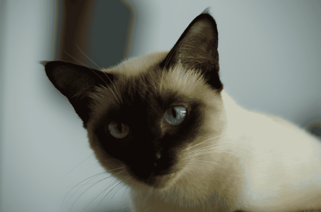 What is the typical lifespan of a Tonkinese cat?