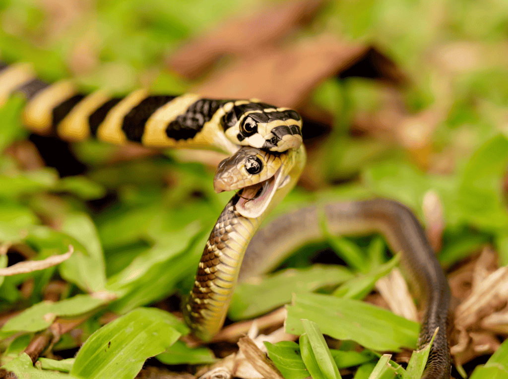 Snakes That Eat Other Snakes Explained