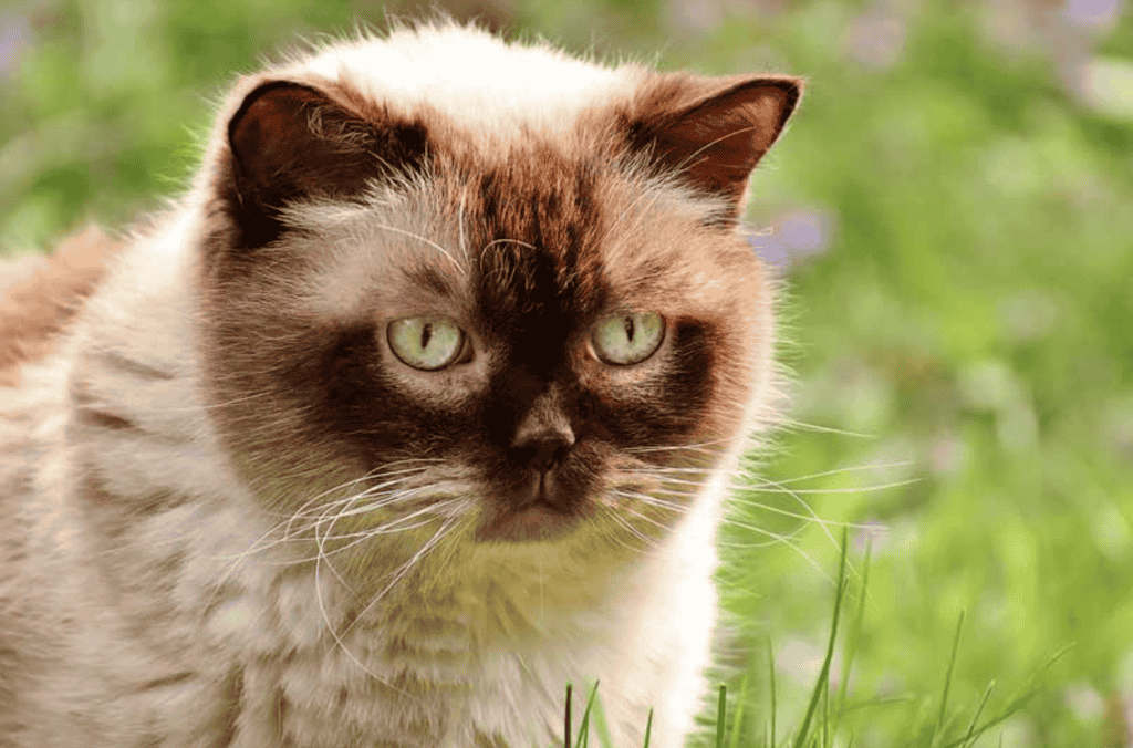 Do British Shorthair Cats Trigger Allergic Reactions?