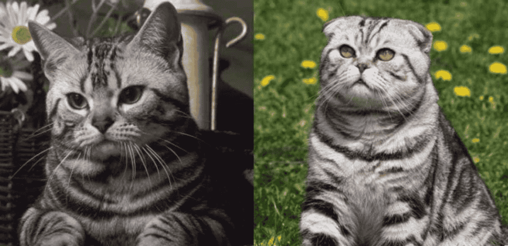 What is the personality and temperament of American Shorthairs and British Shorthairs?