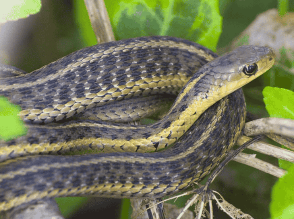 How does habitat affect a snake's lifespan?