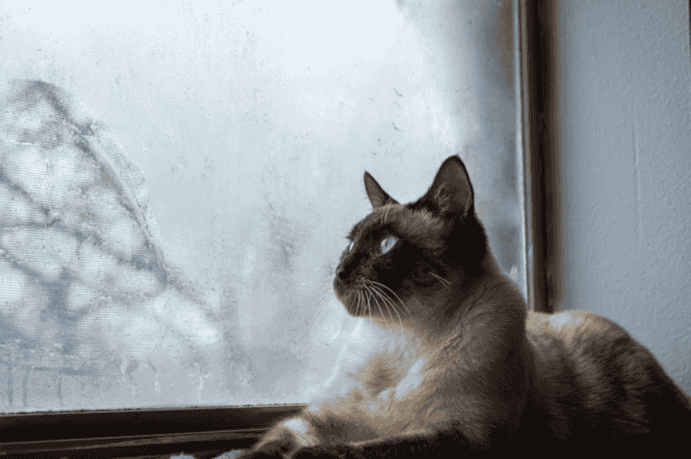 Siamese Cat Shedding – How Much do Siamese Cats Shed?