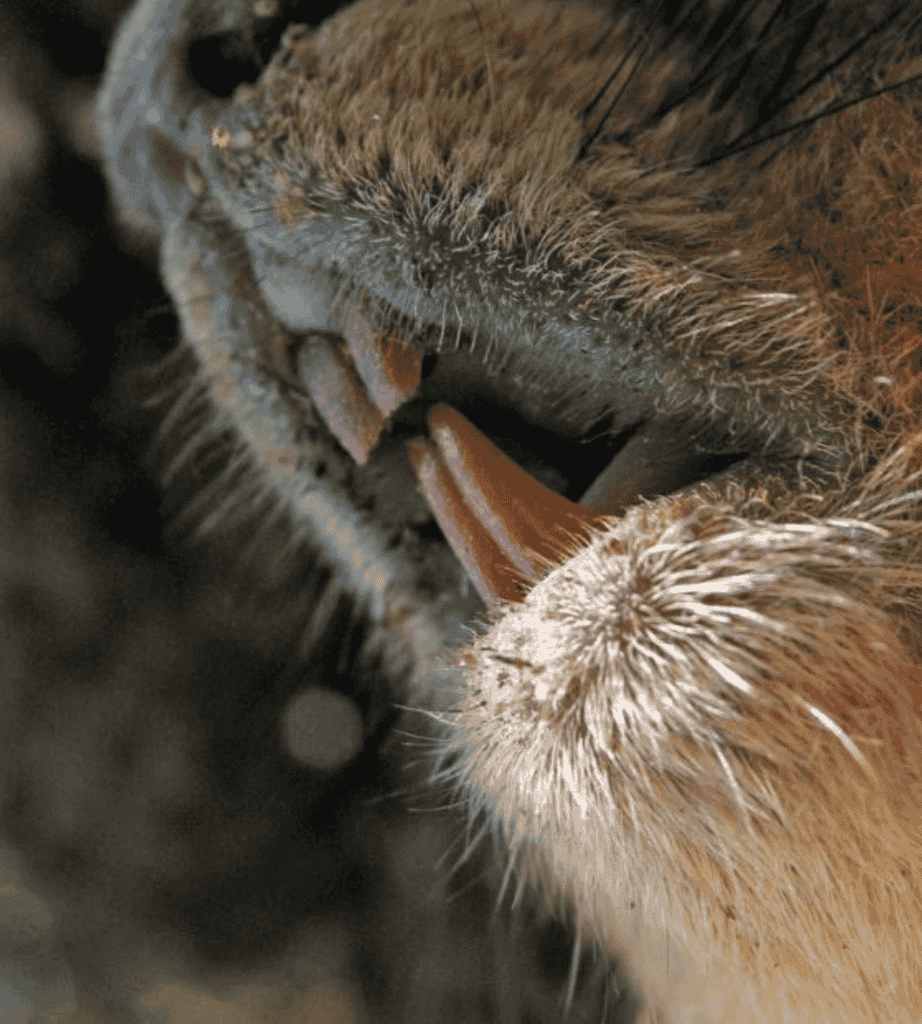 Can squirrels' teeth grow too long?