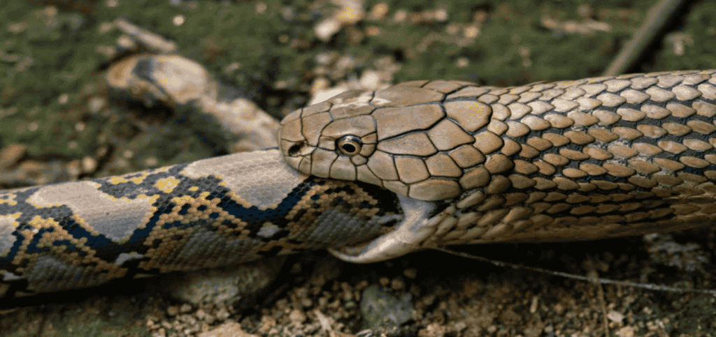 How do snakes catch and kill other snakes?