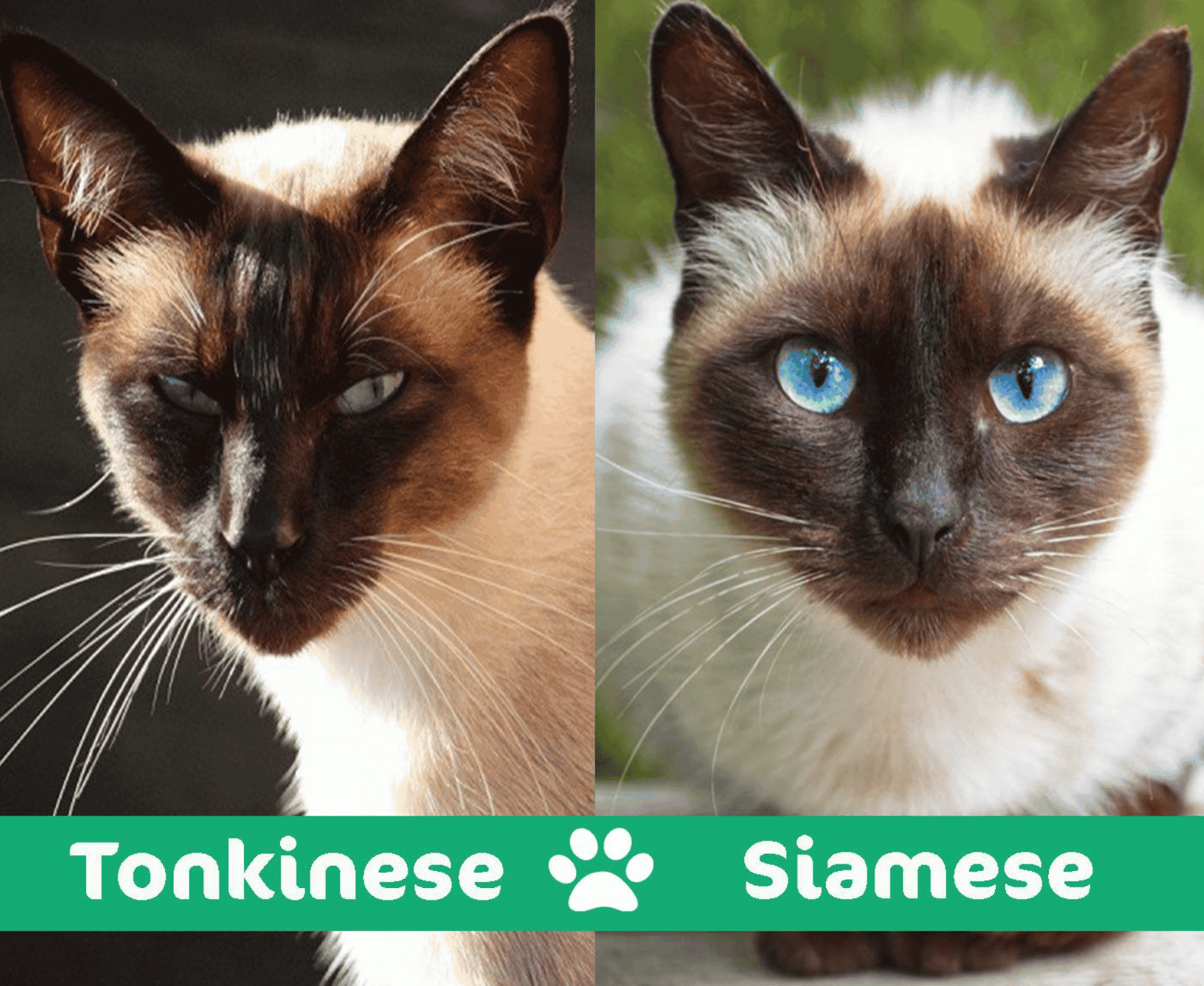 Tonkinese Cat Vs Siamese