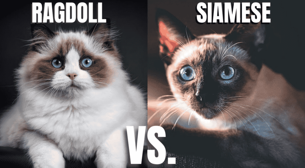 How do Siamese and Ragdoll cats differ in terms of personality and temperament?