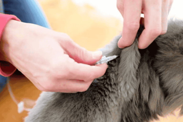 Subcutaneous Fluids Cat: A Guide to Hydration
