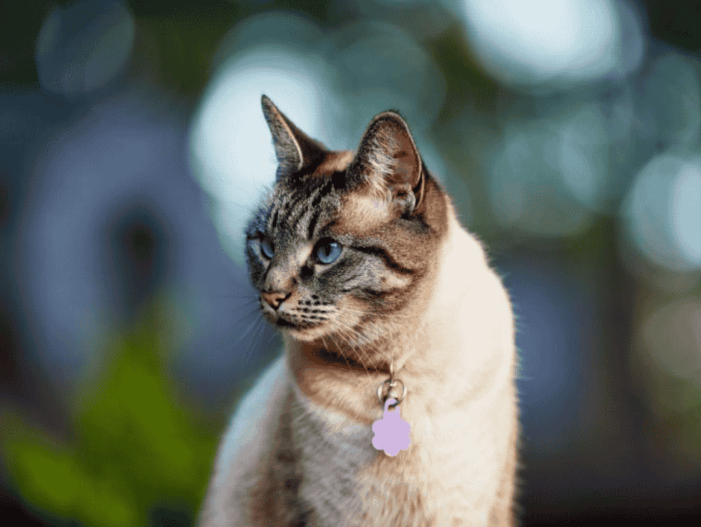 What Does A Lynx Point Siamese Look Like?