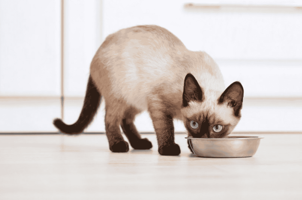 Can diet affect shedding in Siamese cats?