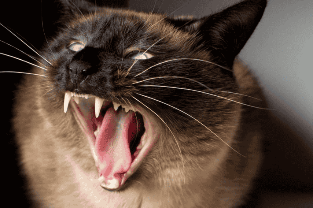 How can you train a Siamese cat to be less aggressive?