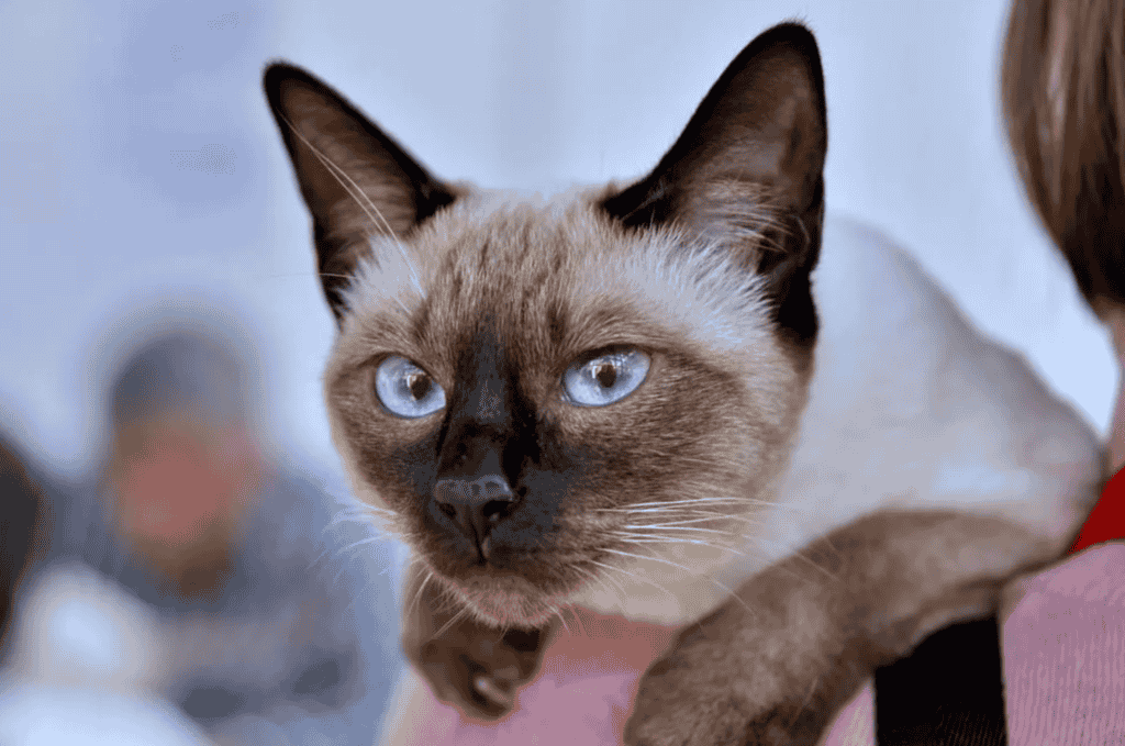 Can certain health issues cause excessive shedding in Siamese cats?