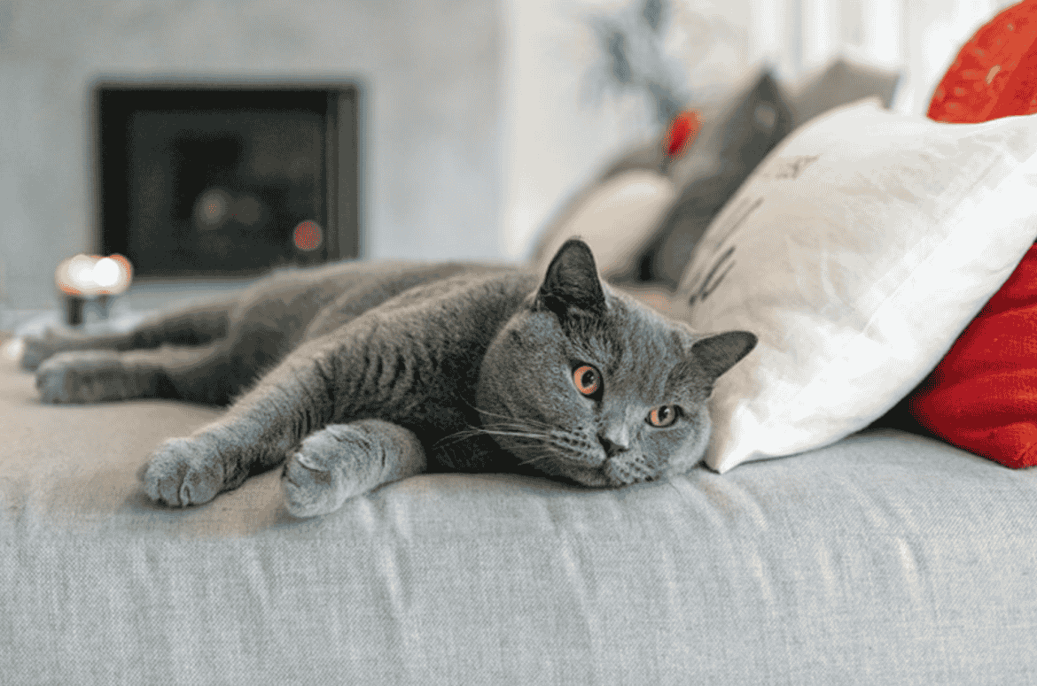 Do British Shorthair Shed? What You Need to Know