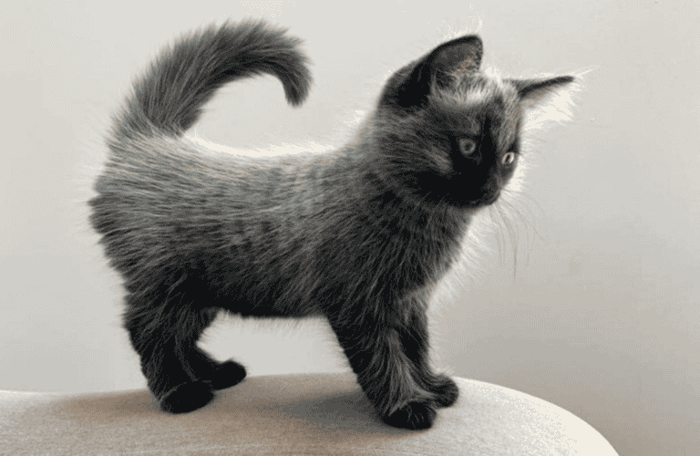 Fever Coat Kitten – Causes of Fever Coat in Cats