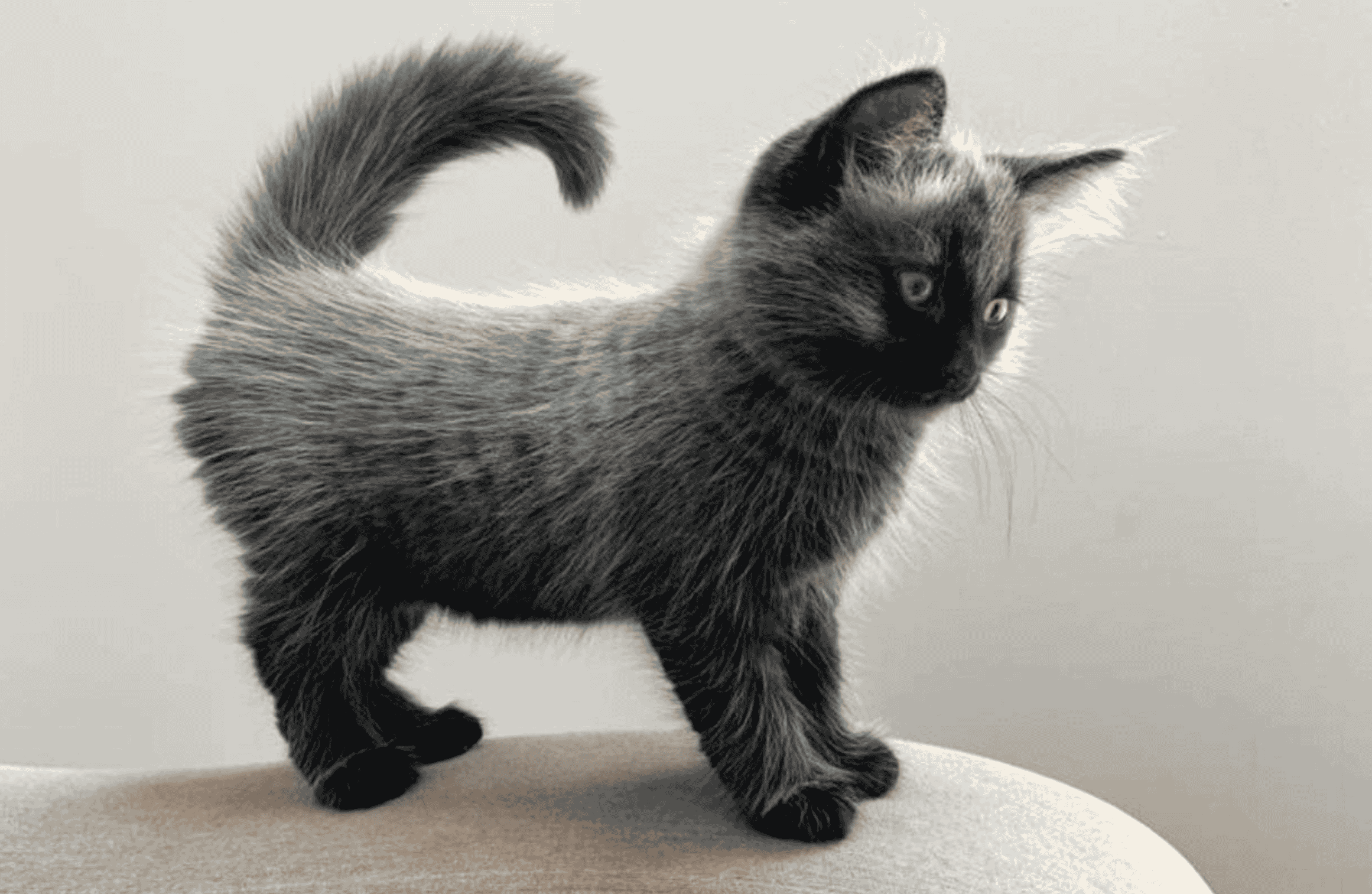 Fever Coat Kitten