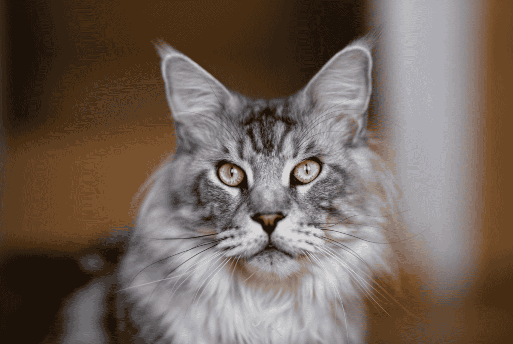 Are Grey Maine Coons hypoallergenic?