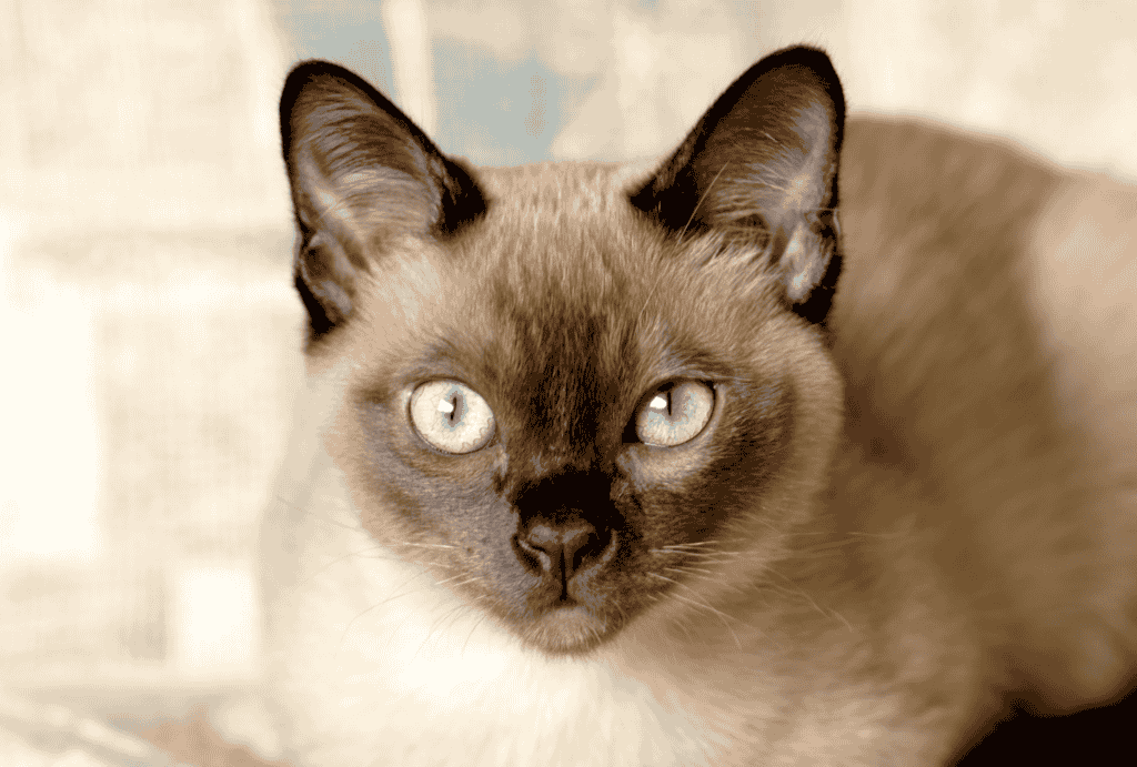What is the personality of a Tonkinese cat?