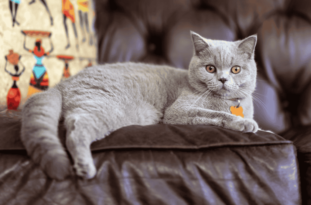 What can be done to reduce allergy symptoms with a British Shorthair Cat?