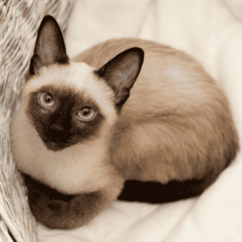 How can you create a safe and comfortable environment for a pregnant Siamese cat?