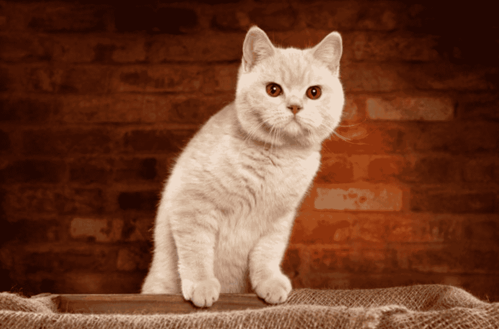 How do British Shorthair Cats compare to other Breeds in terms of Allergens?
