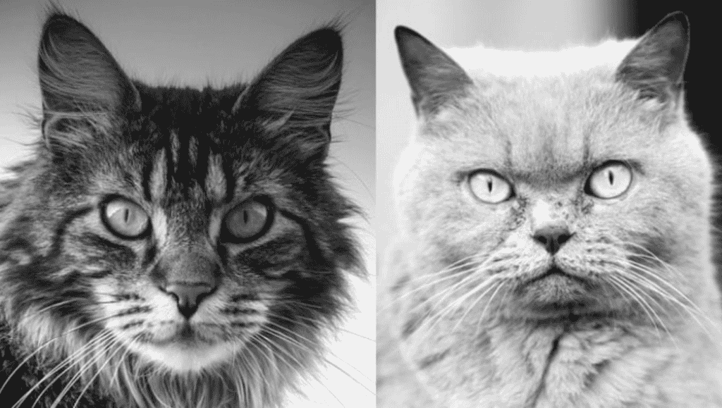 All you need to know about British Shorthair Vs. Maine Coon cat