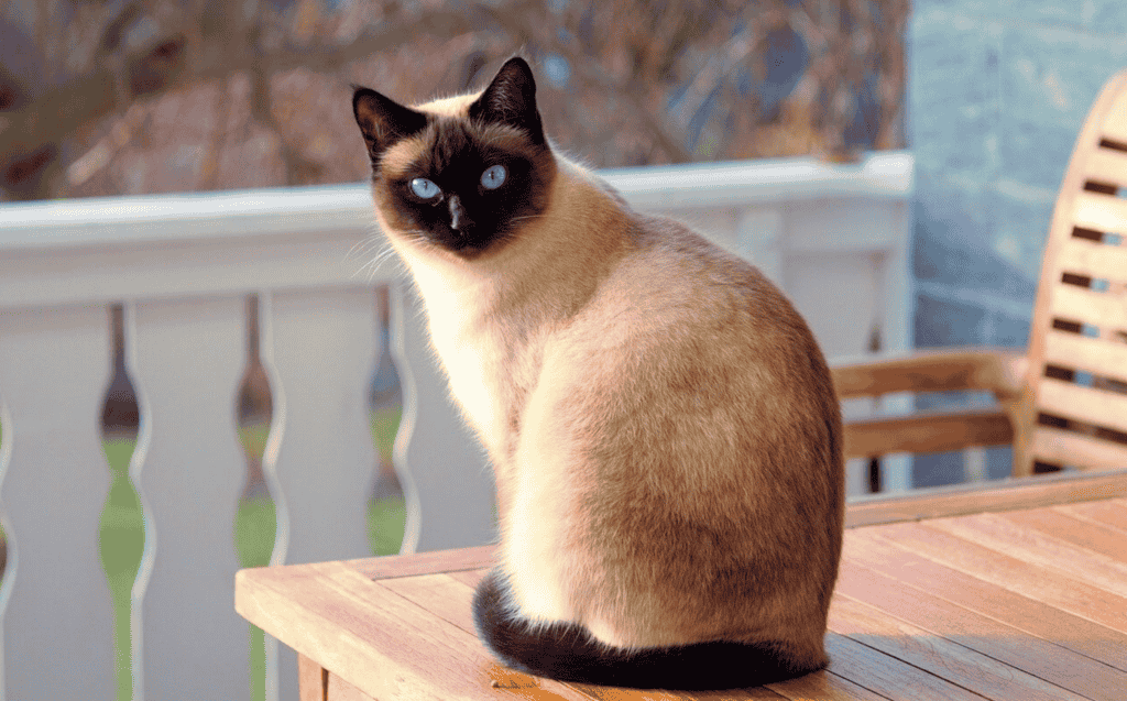 Siamese Cats are Prone to Separation Anxiety