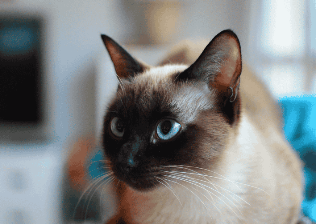 Siamese Cat Personality Problems