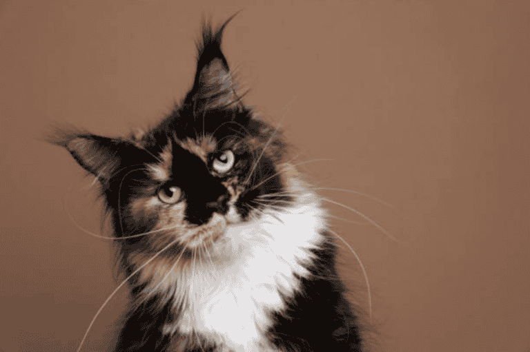 Calico Maine Coon – History and Information