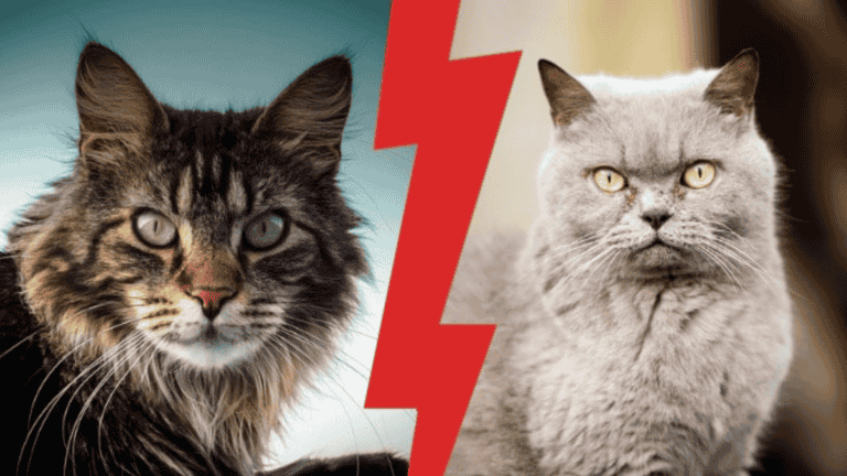 British Shorthair Vs. Maine Coon – Main Differences