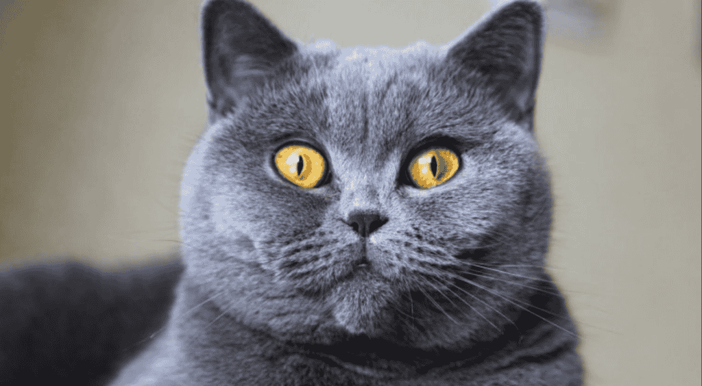 Is the Shedding noticeable with a British Shorthair?