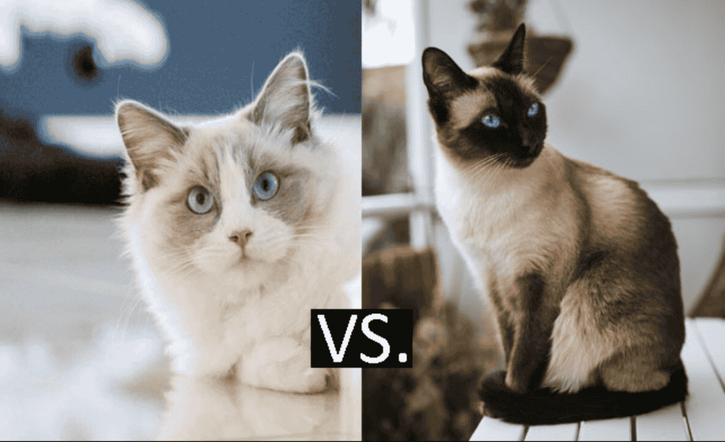 What is the average size of a Siamese cat compared to a Ragdoll cat?