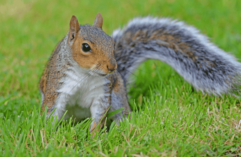 Predators Of Squirrels – What Prey on Squirrels?