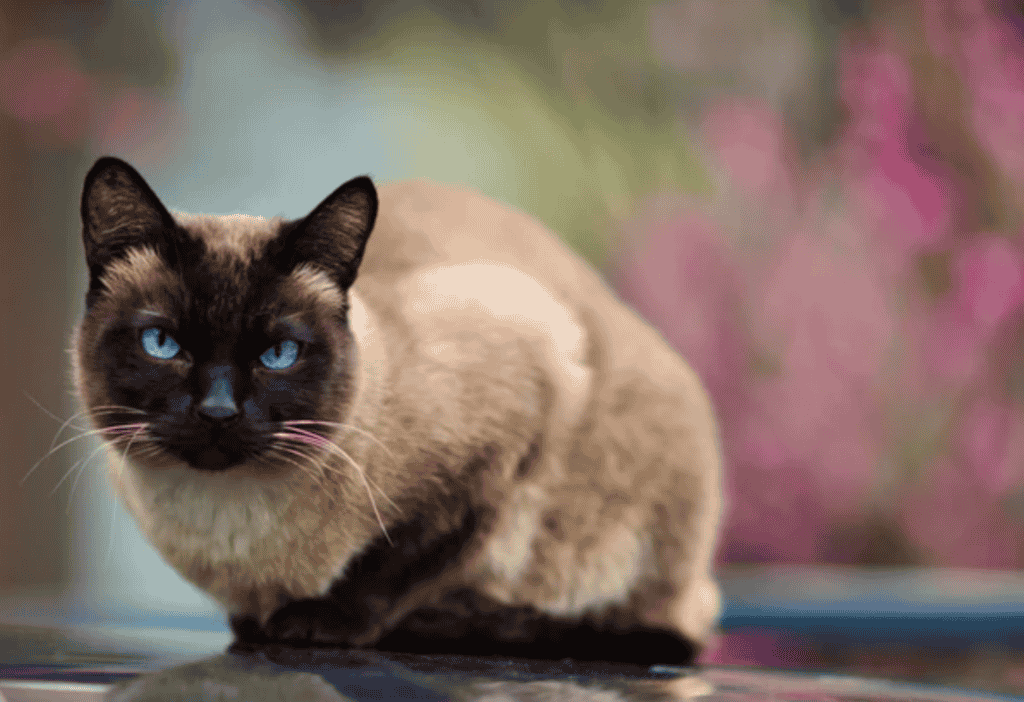 What are common Causes of Siamese Cat Aggression?