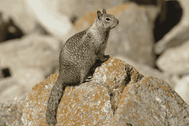 How To Fill Ground Squirrel Holes? Downtownanimals