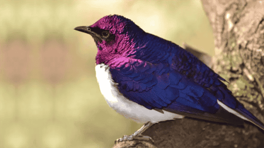 Discover the Splendor of Purple bird: A Fascinating Winged Species.