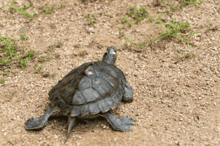 Why Do Tortoises Have Tails?