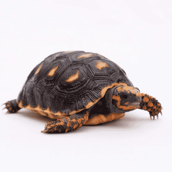 Habitat and Range of Baby Red Foot Tortoise