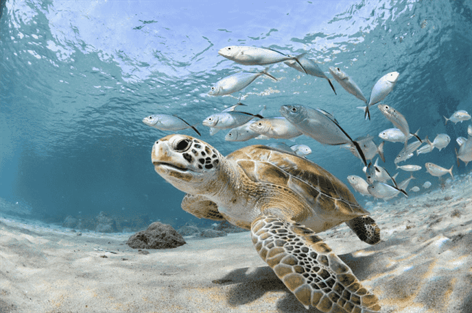Why Do Sea Turtles Bite?