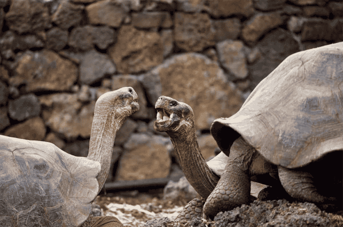 What is the Mating Behavior of Tortoises?