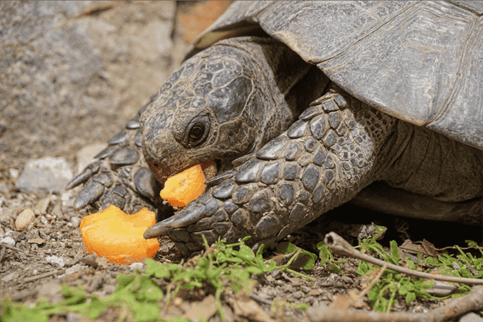 Benefits of Feeding Grapes to Turtles