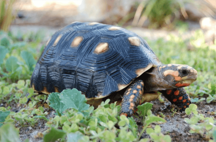 Factors Affecting the Growth of Red-Footed Tortoises