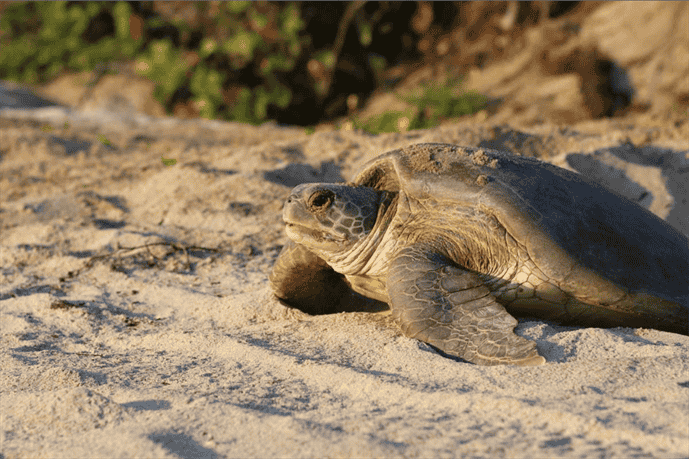 Is Bread a Healthy Food Option for Turtles?