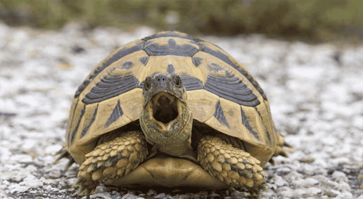 Relationship Between Hissing and Aggression in Turtles