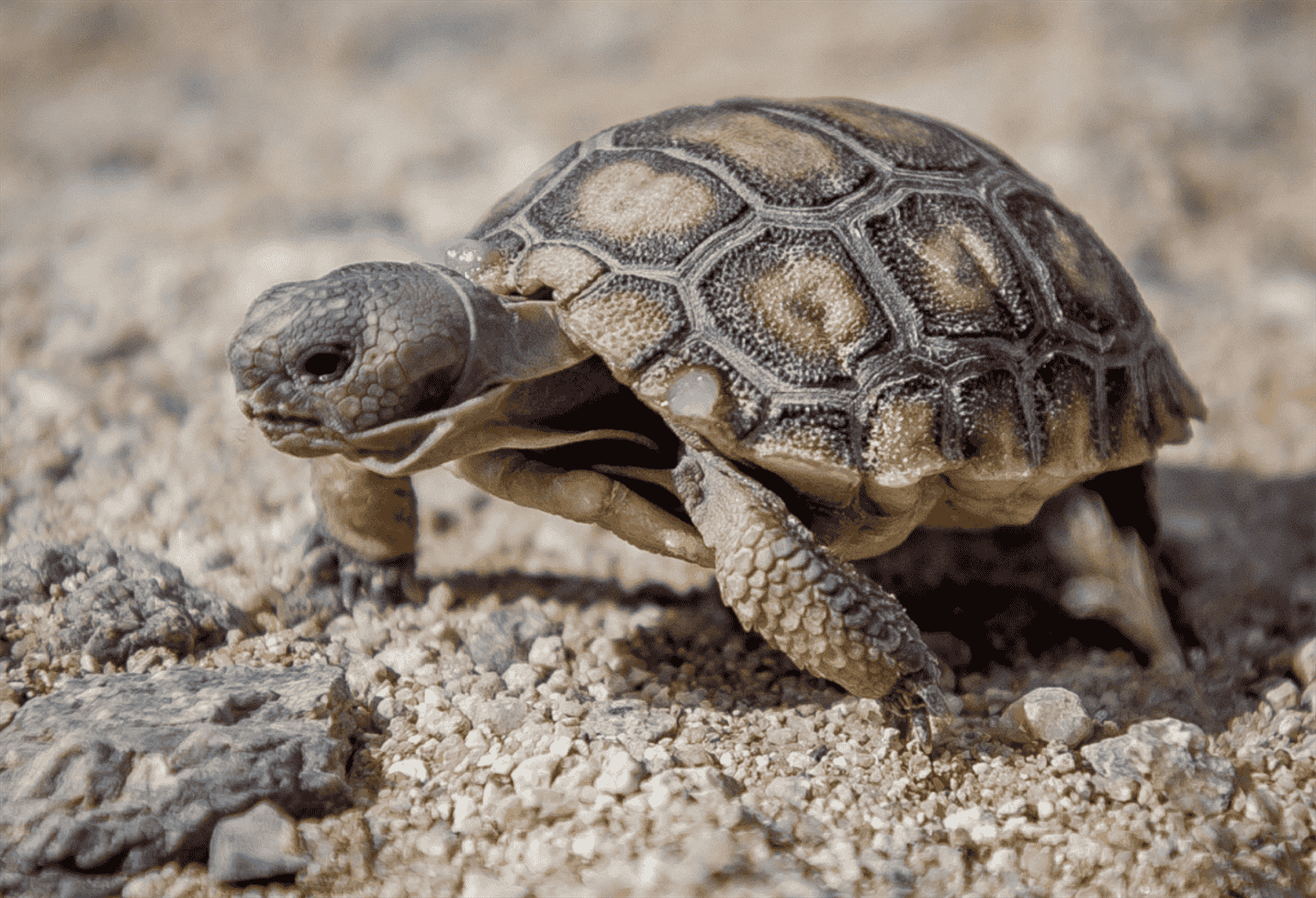 Do Turtles Have Scales? Types of Turtle Scales