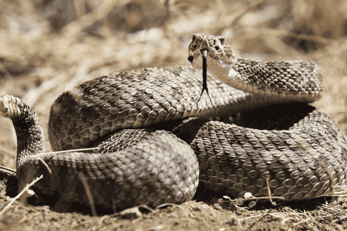 How Do Snakes Produce Gas?
