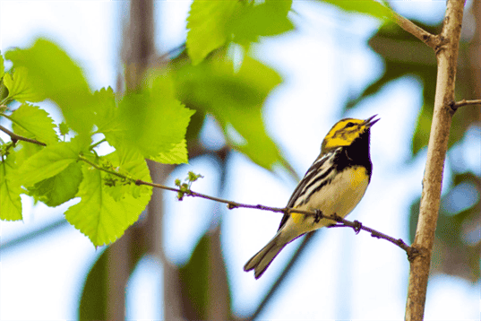 Black and Yellow Bird – The Dazzling Duo