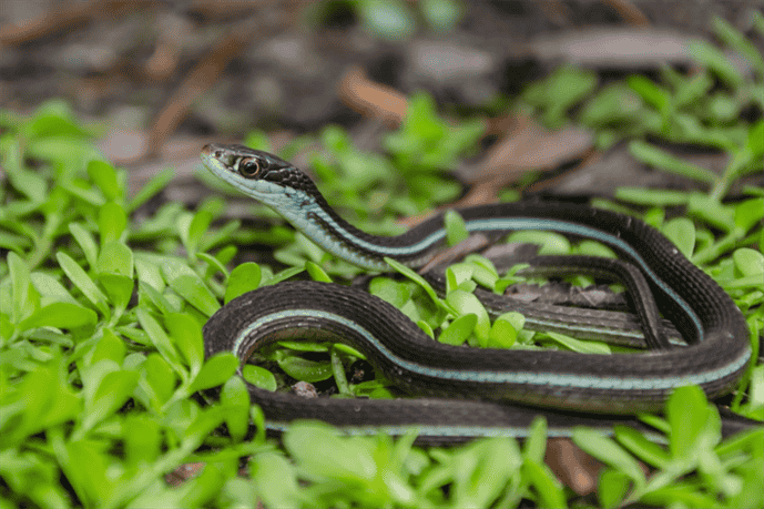 What Should You Do if You Encounter a Snake in Hawaii?