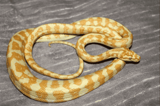 Albino Corn Snake: Striking Serpent