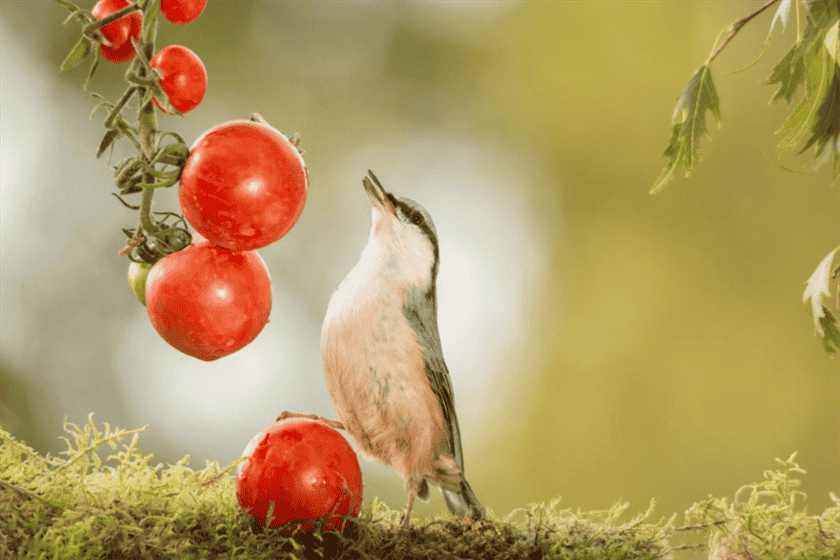 Do Birds Eat Tomatoes